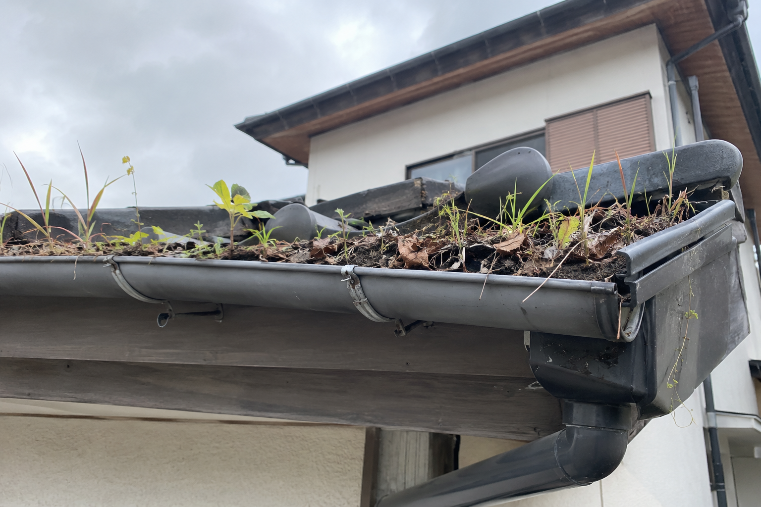 落ち葉と土がたまり、草が伸びている実家の軒先の雨樋